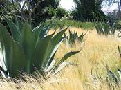 Giardino Contrasti: composizioni xerofile d’avanguardia.