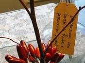 Decorazione bacche Rosa peperoncini piccanti..