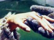 BEVERLEY: conquista difficile