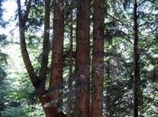 Alberi monumentali, Palme”, l’abete bianco Paularo (UD)