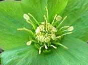 Helleborus viridis