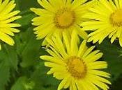 Doronicum