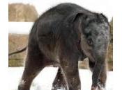 piccolo elefantino nato allo Hannover (foto)