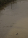 Morte firenze