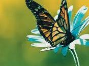 farfalla bozzolo… Metafora sull’aiuto indebolisce prova rafforza