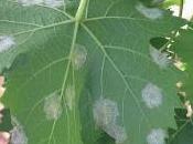 peronospora della vite