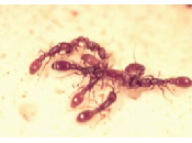 Bullismo formiche, bene della colonia
