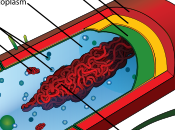 Cellula eucariote cellula procariote: genoma confronto