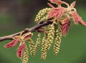 Impara rispettate stesso tuoi bisogni: Oak!