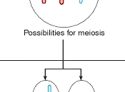 Gameti prodotti individui portatori doppie traslocazioni