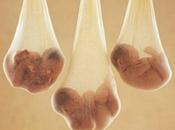 IVF: milioni embrioni buttati