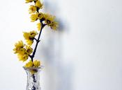 calicanto (Chimonanthus Lindl., 1819)