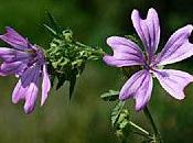 Fitoterapia Malva Sylvestris infiammazione