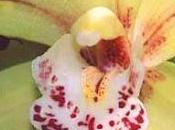 Cymbidium