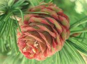 Sentiti pronto affrontare sfide Larch!