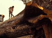 Nella foresta amazzonica provano abbattere l’albero, telefona!