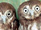 Masterchef forchette puntate volatili!