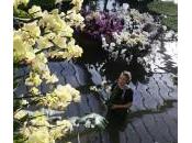 Londra, Festival dell’orchidea: 5mila piante esposte