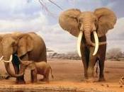 Elefanti pericolo. lotta loro?