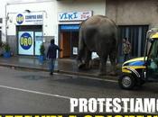 elefante Oristano Proteste Animal Amnesty