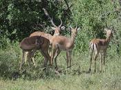 parchi della Tanzania: Lake Manyara.