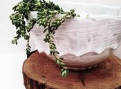 Sedum soup