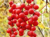 schisandra: disintossicante rigenerante