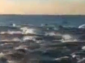 Invasione delfini Diego
