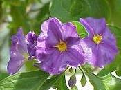 Solanum ciliegio d'inverno