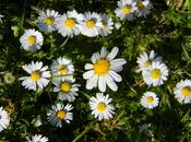 Ormea, alla Scuola Forestale Barbero, seminario giardinaggio, marzo