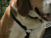Beagle scomparso casa