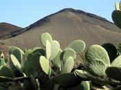 lava cactus: Lanzarote