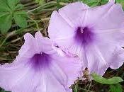 Ipomoea; campanella rampicante