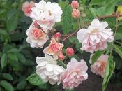 Rosa Moschata