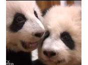 Cina, baby panda imparano camminare (video)