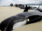Cile Trovate venti carcasse orche spiaggiate causa un'isolita bassa marea