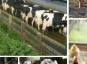 animali allevamento inquinano piu’