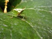 Cimice
