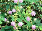 Amici-in-allegria: Mimosa (pudica sensitiva)