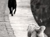 Solarussa: strana vicenda cani morti