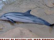 Strage delfini Tirreno