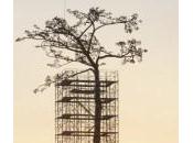 Giappone, pino miracoli sopravvissuto tsunami