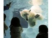 L’orso polare specie vulnerabile: caccia vietata