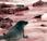 Protesta globale: fermiamo barbara uccisione delle foche canadesi vendita della loro pelliccia
