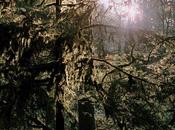 WHITE MANNA, White Manna