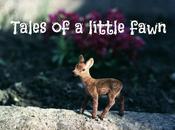 TALES LITTLE FAWN photography