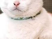 Prince Chunk (1998-2010)