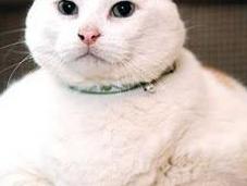 Prince Chunk (1998-2010)