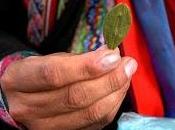 Masticare foglie coca: tradizione vecchia 8000 anni