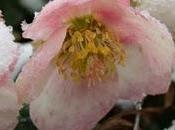 rosa natale
